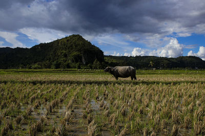 Paddy fields after harvest in landscape