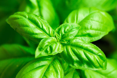 Close-up of fresh green leaves