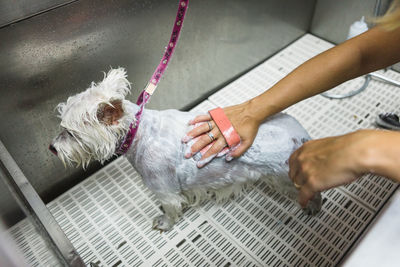 High angle view of dog on hand