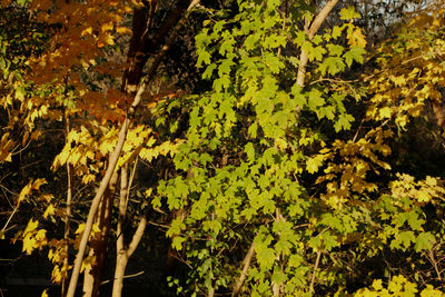 Full frame shot of leaves in forest