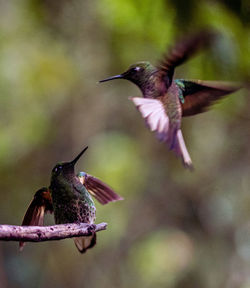 hummingbird