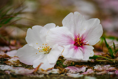 Close-up of white cherry blossoms