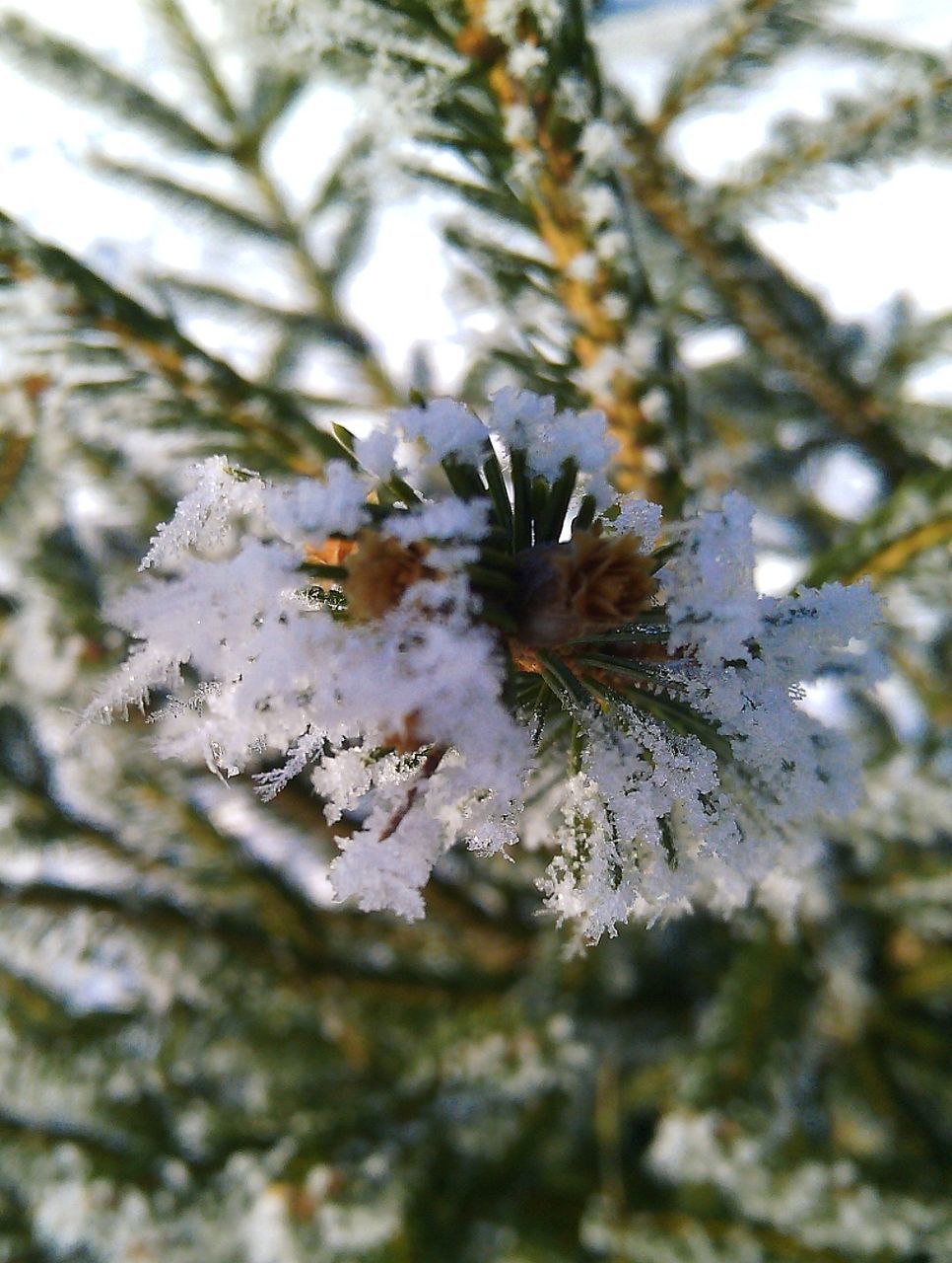 nature, outdoors, close-up, no people, day, growth, beauty in nature, animals in the wild, insect, fragility, animal themes