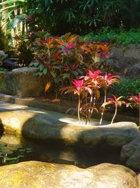 Flower tree by water