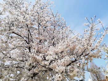 Low angle view of cherry blossoms against sky