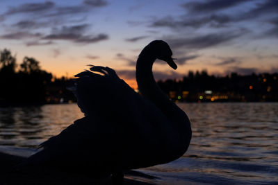 Silhouette swan in a sea against sunset sky