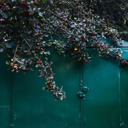 Close-up of red berries on plant