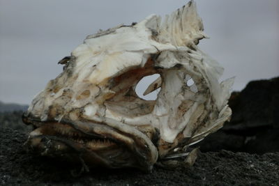 Close-up of dead animal skull