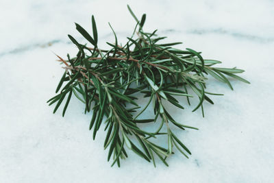 High angle view of plant during winter