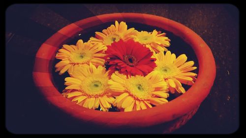 Close-up of yellow flowers