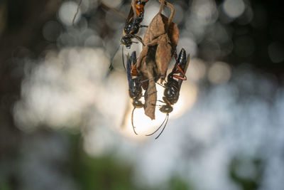 Close-up of light bulb hanging on twig