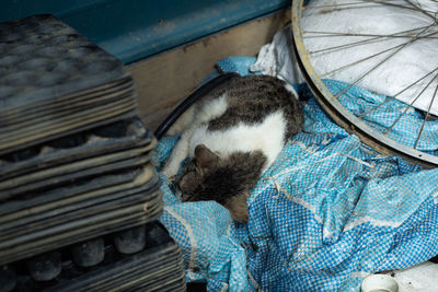 High angle view of cat relaxing at home