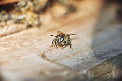 Close-up of bee