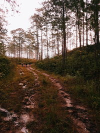 Road amidst trees in forest against sky