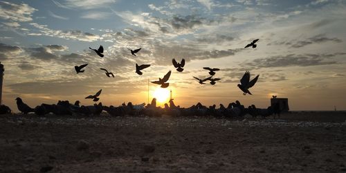 Silhouette birds flying over land against sky during sunset
