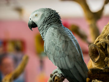 Close-up of parrot perching