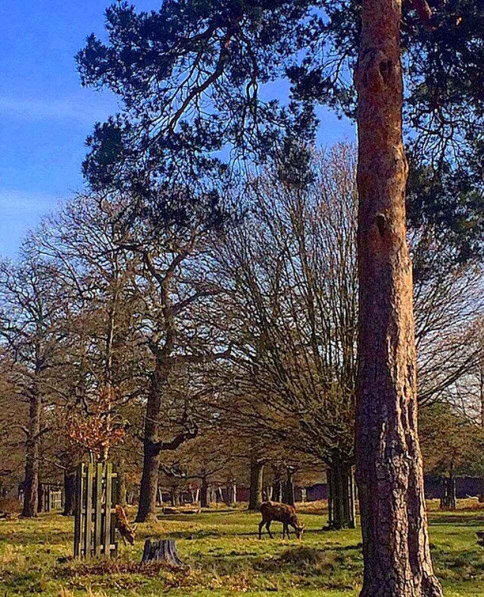 tree, tree trunk, tranquility, nature, no people, growth, grass, bare tree, landscape, day, outdoors, beauty in nature, branch, sky