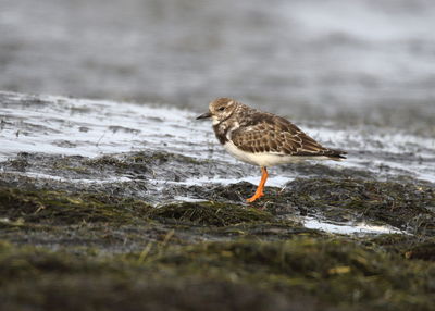 Side view of bird perching on a water