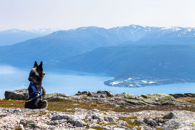 Rear view of dog sitting on cliff by river and mountains against sky