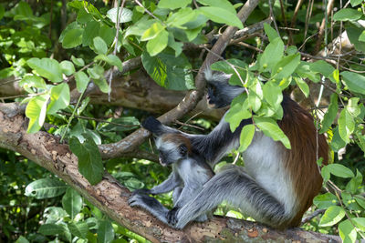 Monkey on tree branch