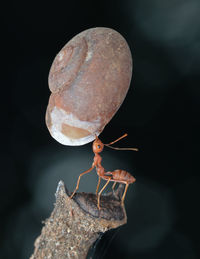 Close-up of insect on rock