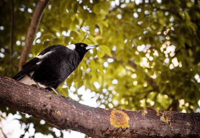 Low angle view of bird perching on tree