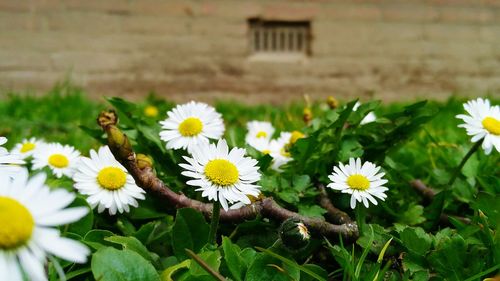 Close-up of white flowering plants on field