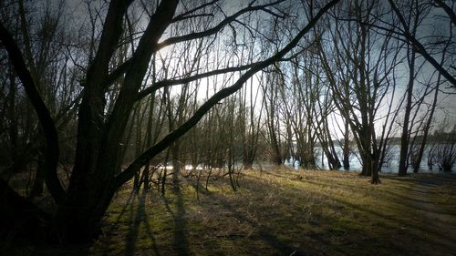 Bare trees by lake