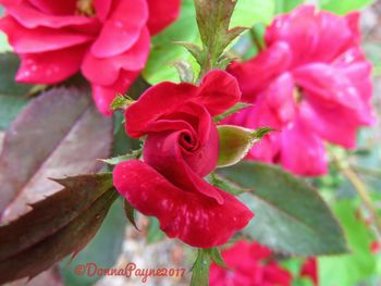 Close-up of pink rose blooming outdoors