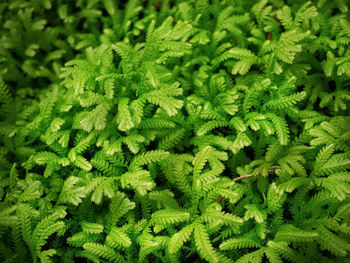 Full frame shot of fresh green plants