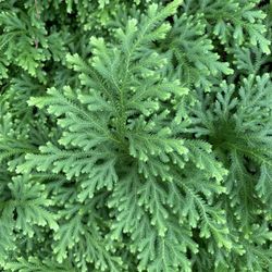 Full frame shot of fresh green plants