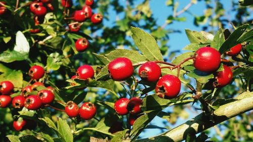 Close-up of cherries growing on tree