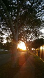 Sun shining through trees