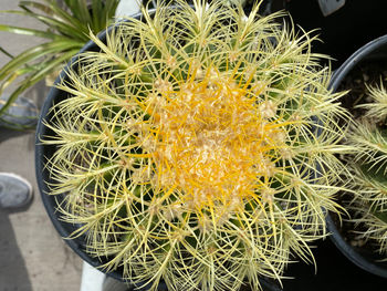 Close-up of succulent plant