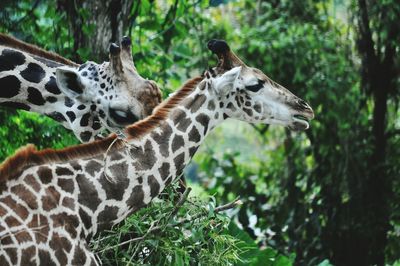 Giraffes standing by trees in forest