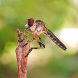 Close-up of insect on plant 