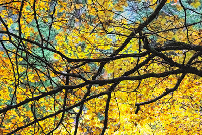 Low angle view of tree against sky during autumn