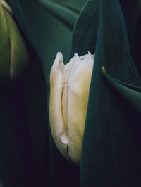 Close-up of flower head