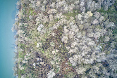 Close-up of plant growing on rock by sea