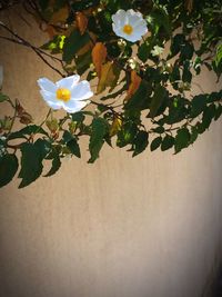 Close-up of white flowers blooming outdoors
