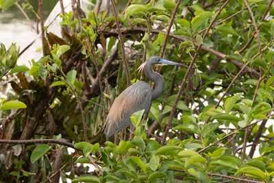 View of bird perching on tree