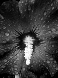 Close-up of jellyfish in water