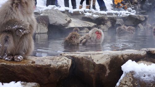 Ducks on rock during winter