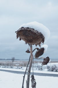 Close-up of snow covered tree on field against sky