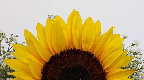 Close-up of sunflower blooming against clear sky