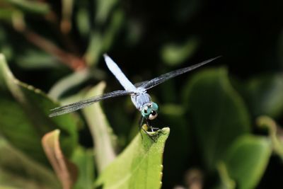 Close-up of insect on leaf