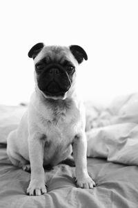 Portrait of dog sitting on bed at home