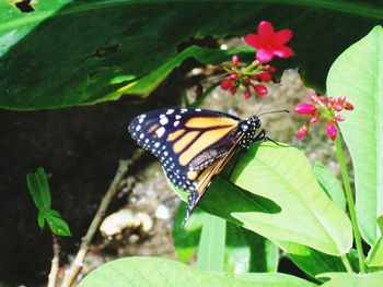 Close-up of butterfly pollinating on plant