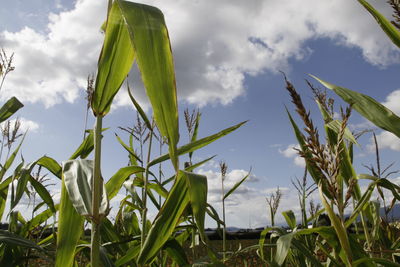 Close-up of fresh green field against sky