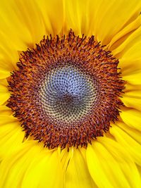 Close-up of sunflower blooming outdoors